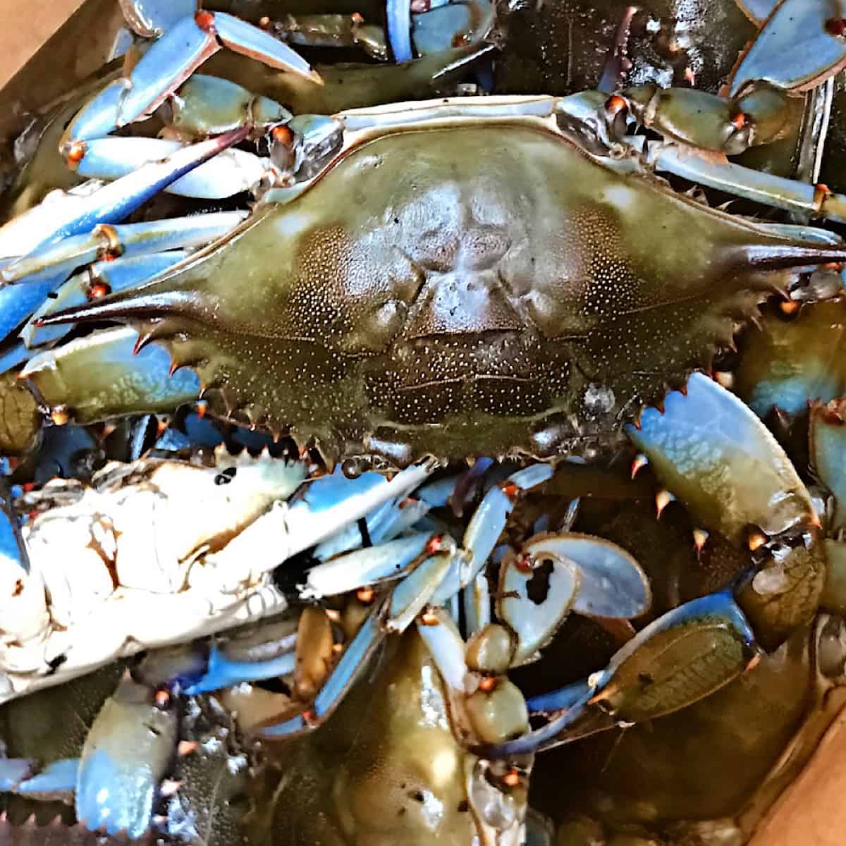 Live blue crabs for shrimp and crab gumbo