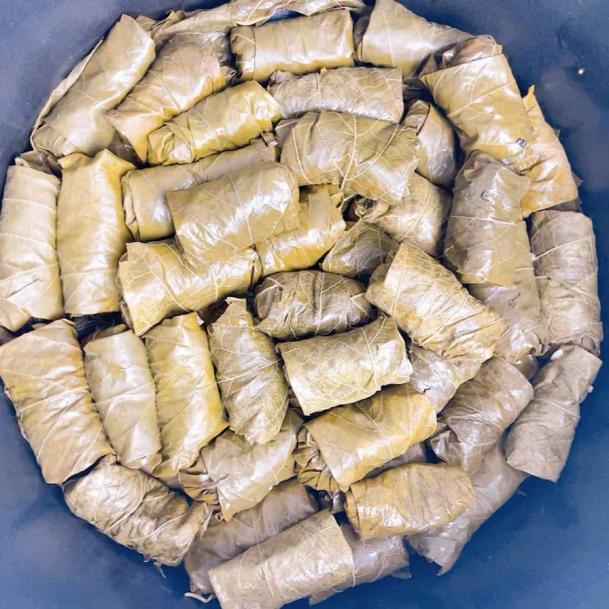 Stuffed dolmades arranged in a dutch oven ready to simmer.