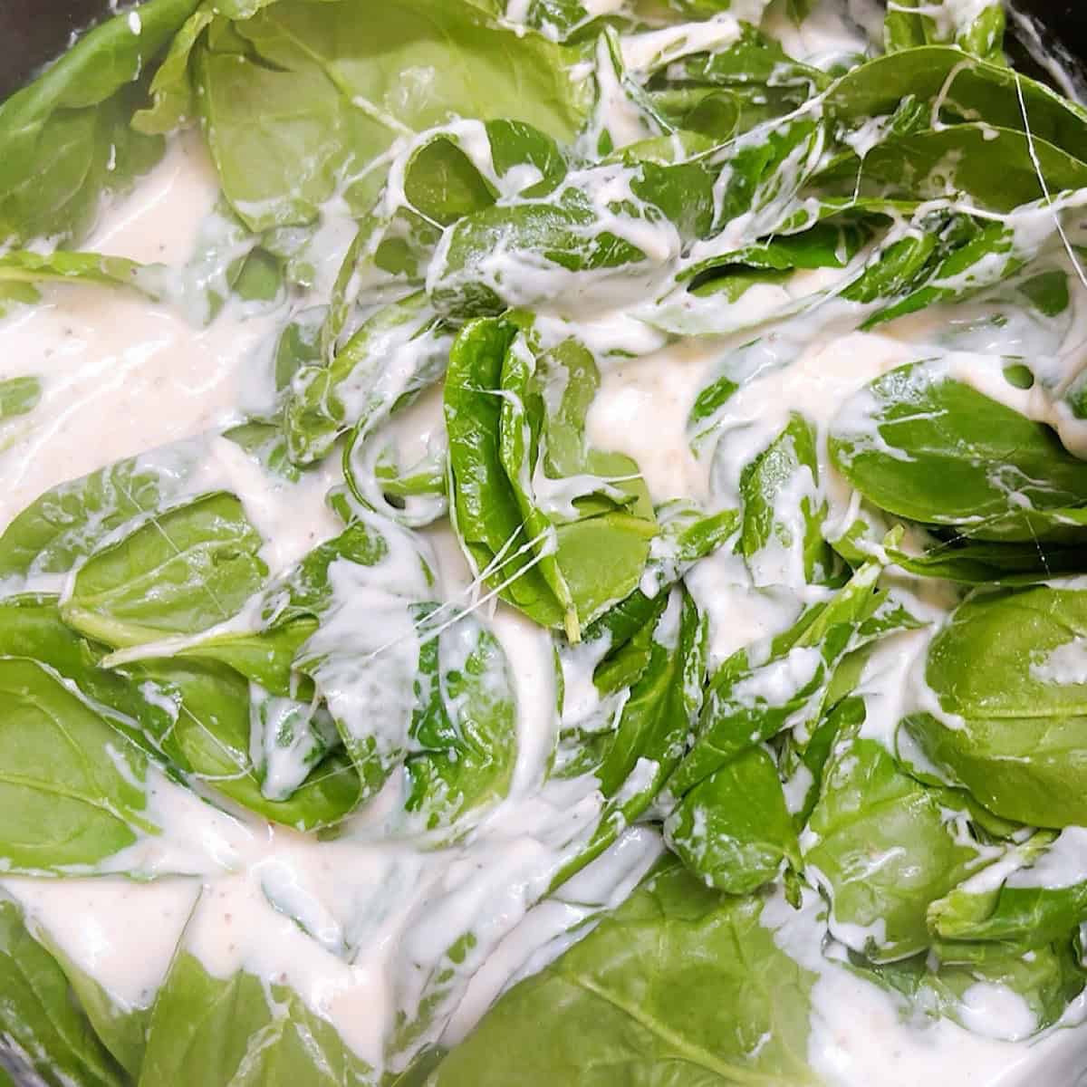 Adding spinach handfuls at a time to the bechamel sauce.