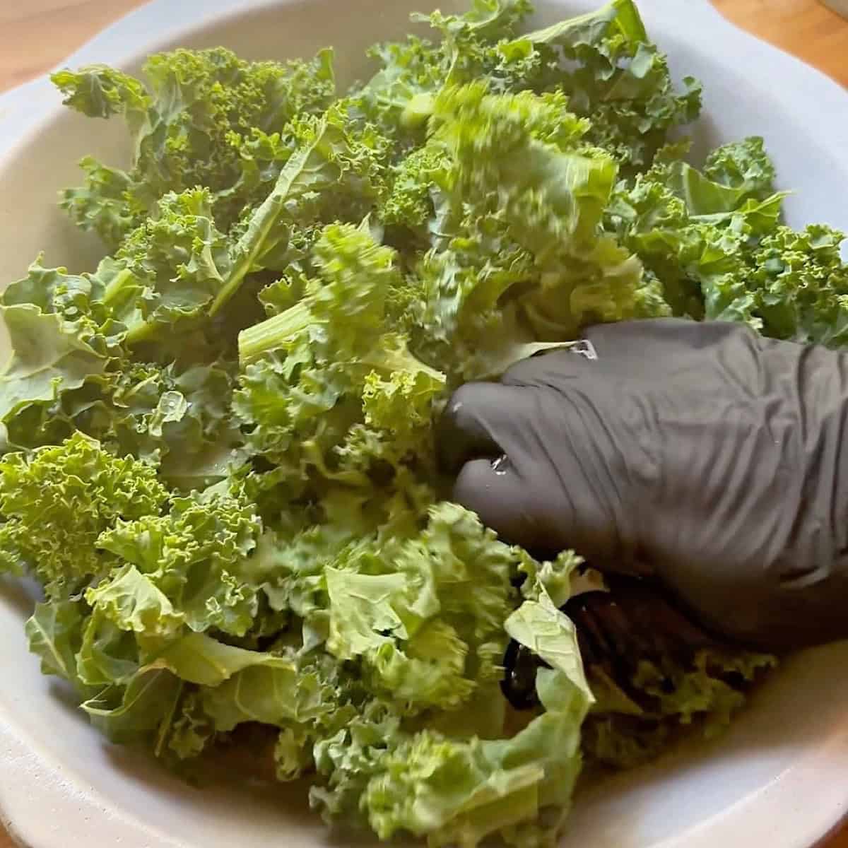 Wearing a glove and massaging the kale.