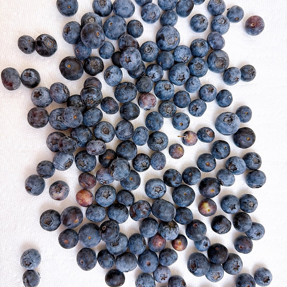 Fresh blueberries drying on a towel.