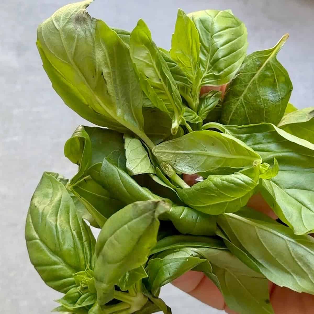 Holding dry basil leaves.